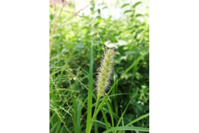 Brown's lampenpoetsergras