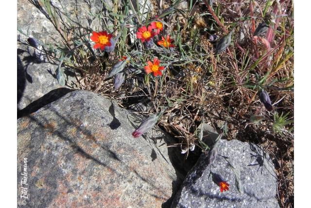 Kleinbladige chaetanthera