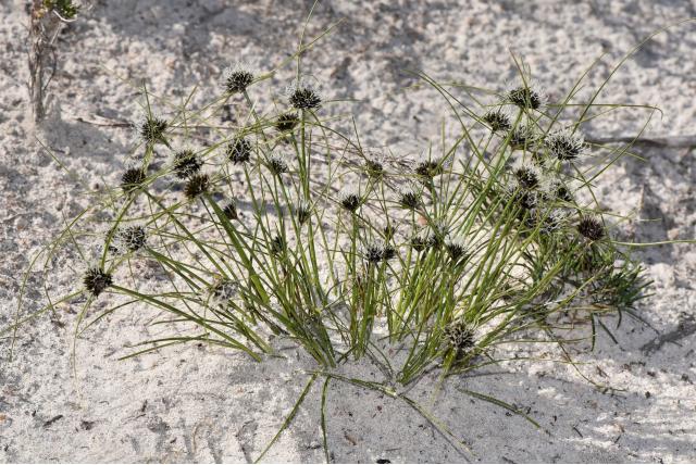 Gebogen blad Schoenus