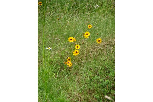 Vlakte-coreopsis