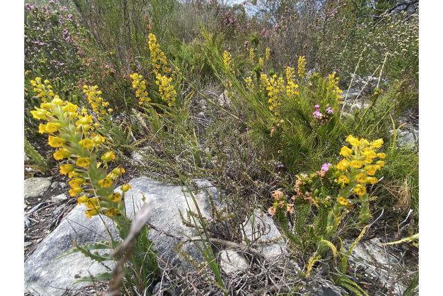 Corycium met gekrulde randen