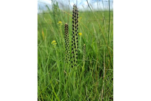 Zwarte corycium Zwarte corycium