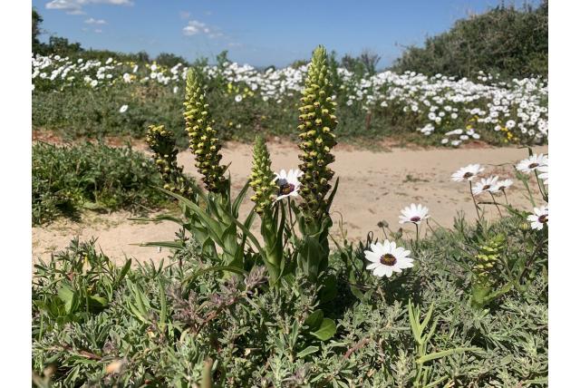 Orobanche-achtige corycium Orobanche-achtige corycium