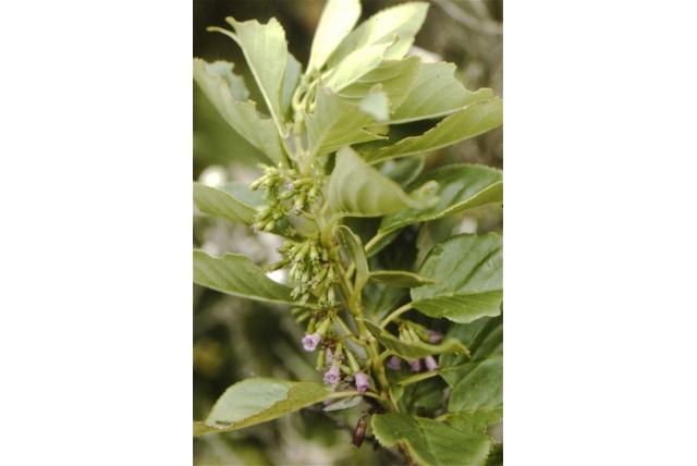 Wollen bloem cuminia