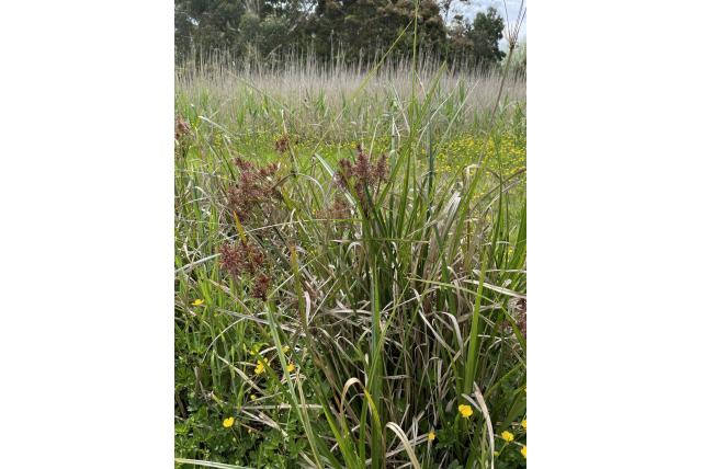 Bladerrijk cypergras Bladerrijk cypergras