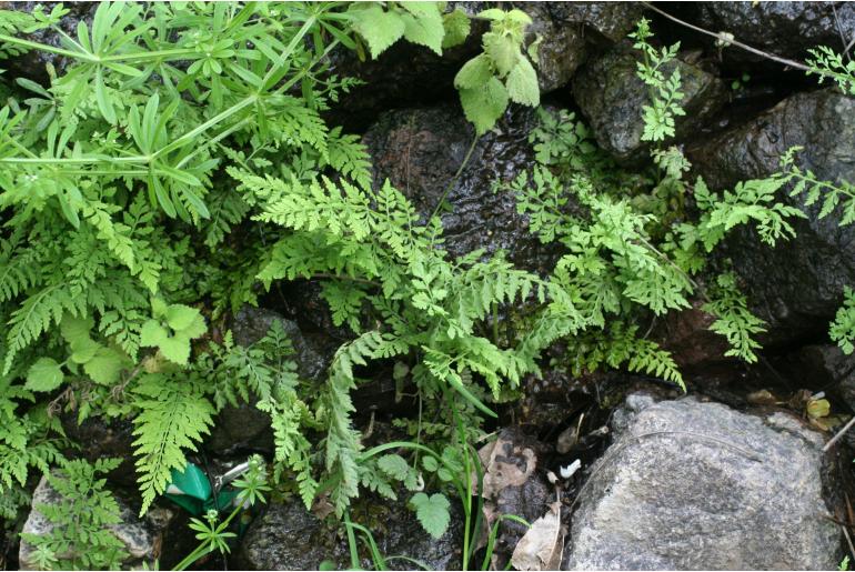 Cystopteris diaphana Cystopteris diaphana -22654