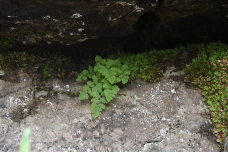 Cystopteris dickieana Cystopteris dickieana -22703