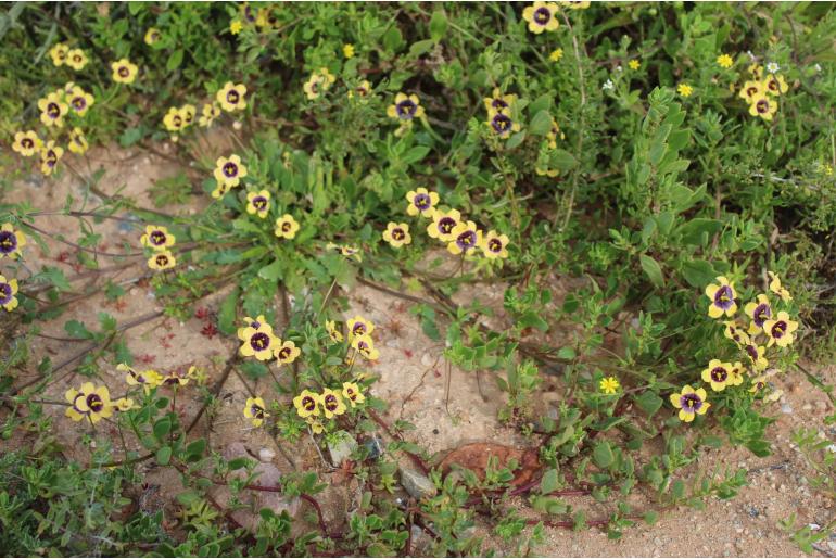 Diascia bicolor -22868
