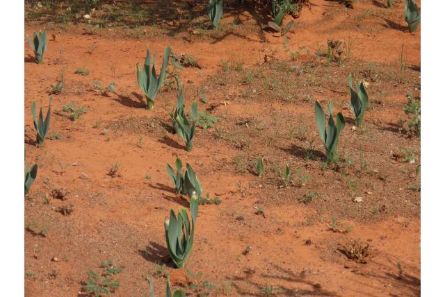 Zeegroende dipcadi Zeegroende dipcadi