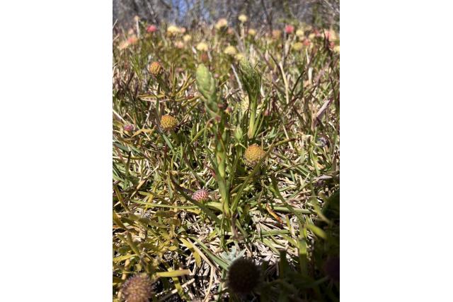 Zuid-Afrikaanse orchidee Zuid-Afrikaanse orchidee