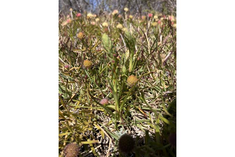 Disa bracteata Disa bracteata -22591