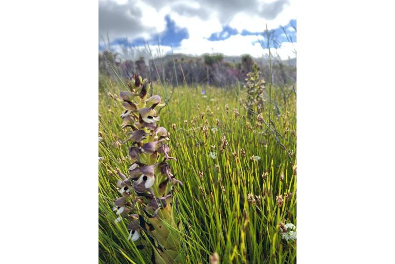 Disa cornuta Disa cornuta -22592