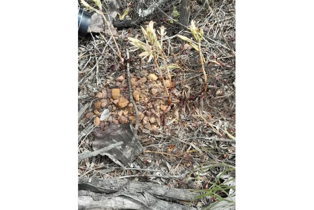 Disa met lange sporen Disa met lange sporen