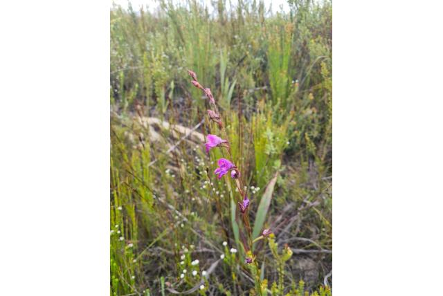 Gapende disa Gapende disa