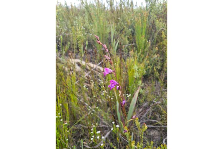 Disa hians Disa hians -22872