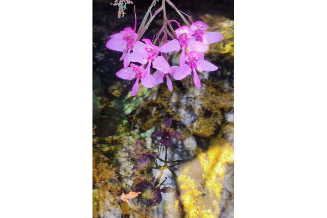 Marloth's disa Marloth's disa