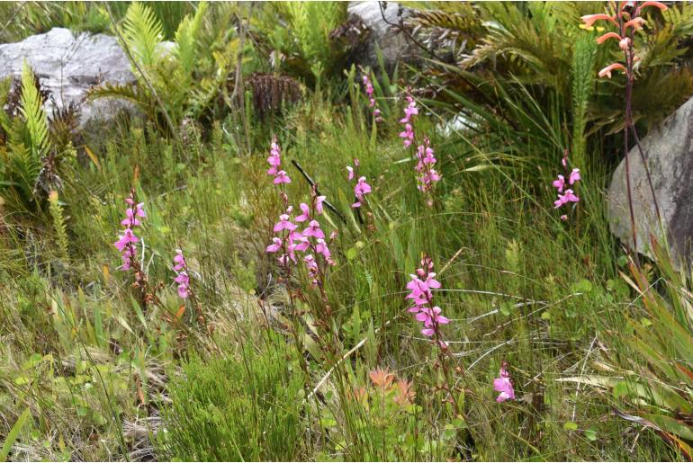 Disa racemosa Disa racemosa -22843