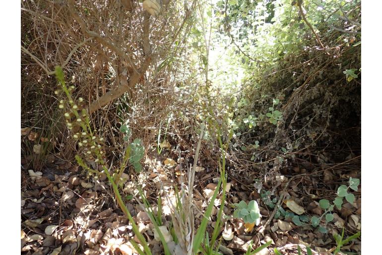 Eulophia cochlearis Eulophia cochlearis -22585