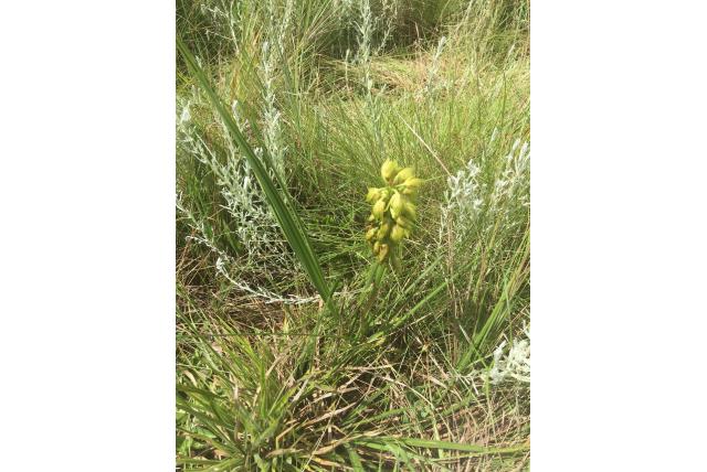 Bladerrijke eulophia