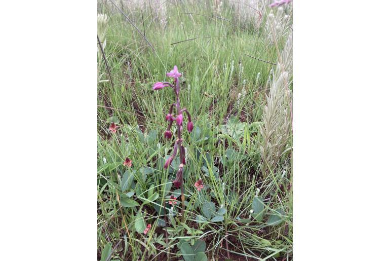 Eulophia hians Eulophia hians -22650