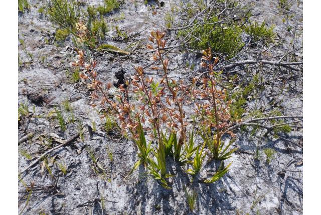 Gelaagde acrolophia Gelaagde acrolophia