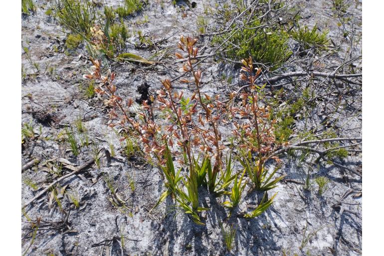 Eulophia lamellata Eulophia lamellata -22988