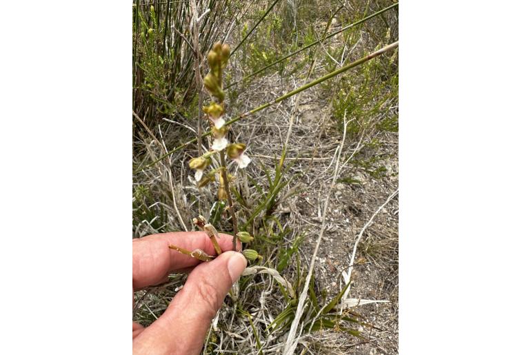 Eulophia micrantha Eulophia micrantha -22586