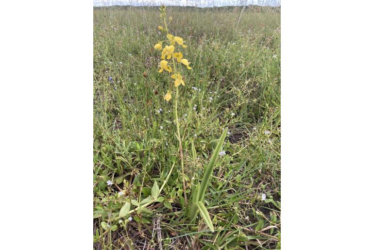 Eulophia speciosa Eulophia speciosa -22597