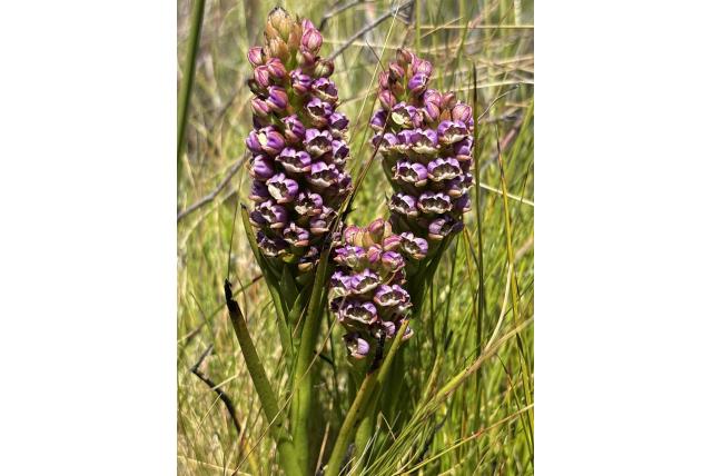 Vlezige evotella Vlezige evotella