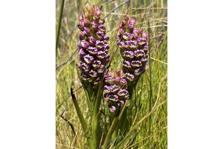 Evotella carnosa Evotella carnosa -22839