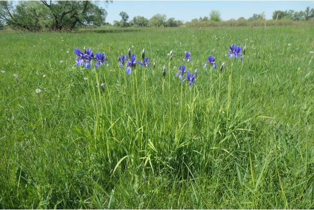 Siberische lis Siberische lis
