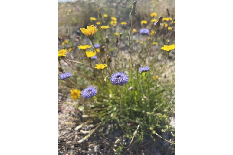 Jasione montana Jasione montana -23063