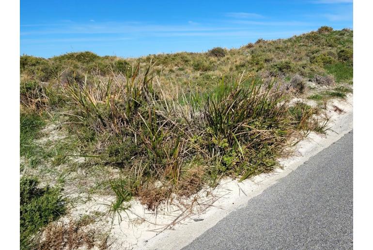 Lepidosperma gladiatum -22652