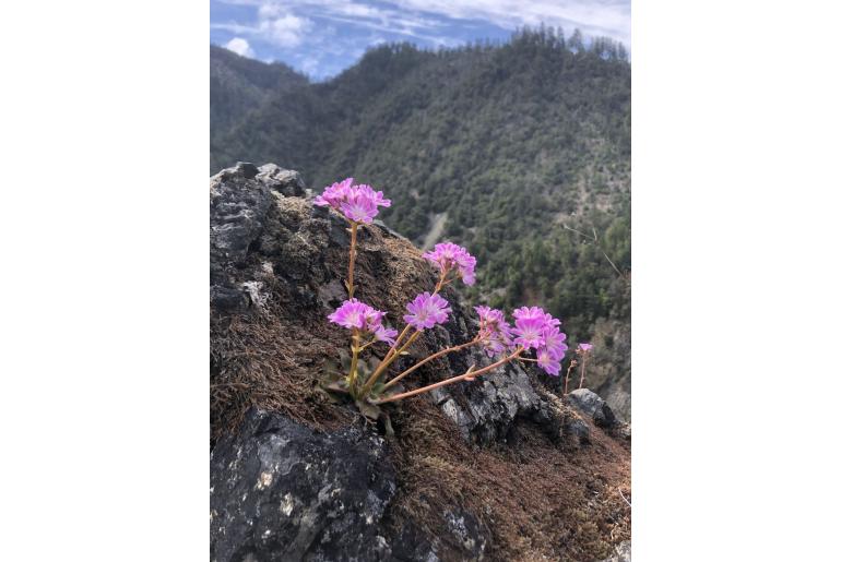 Lewisia cotyledon 'Sunset Strain' -22328