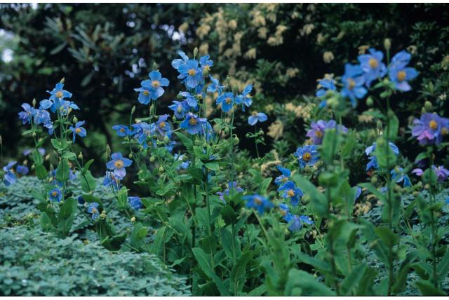 Blauwe papaver van de Himalaya