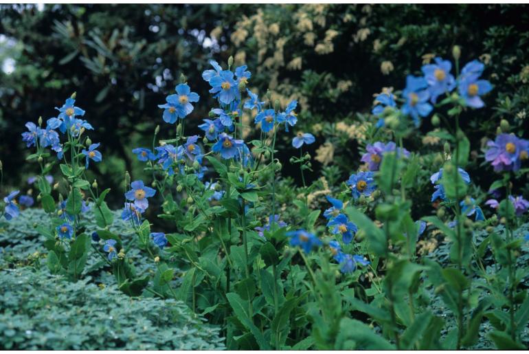 Meconopsis betonicifolia Meconopsis betonicifolia -22309