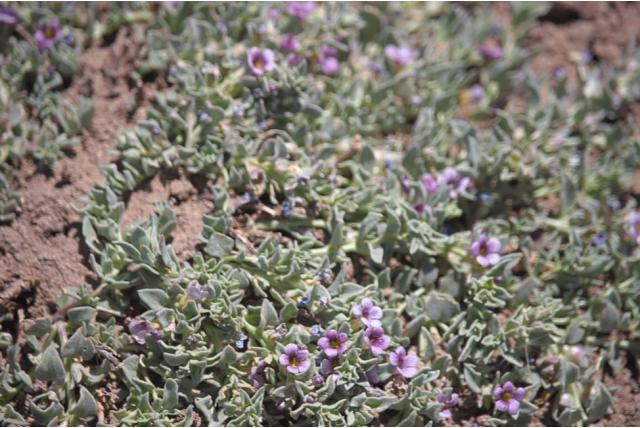 Andes melosperma