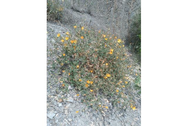 Ruwe mentzelia