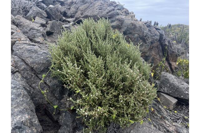 Sedum-blad nolana