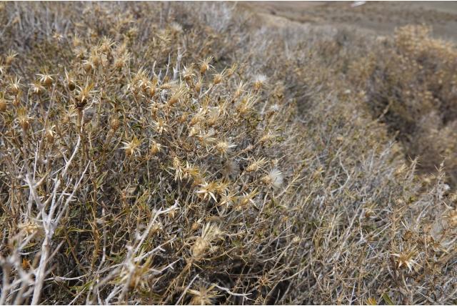 Donkere olsynium Donkere olsynium