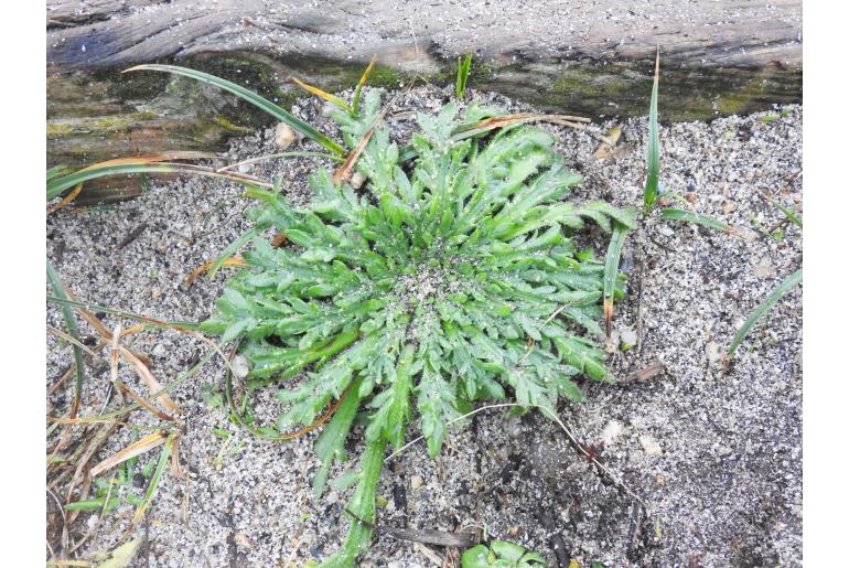 Plantago coronopus -22578