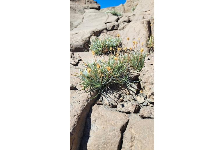 Plantago grandiflora -22768