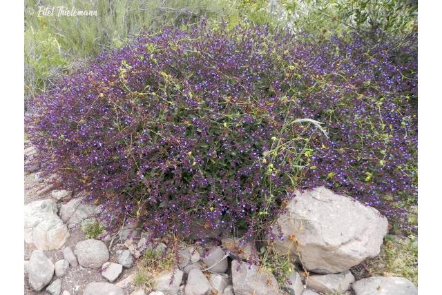 Donkerblauwe plumbago