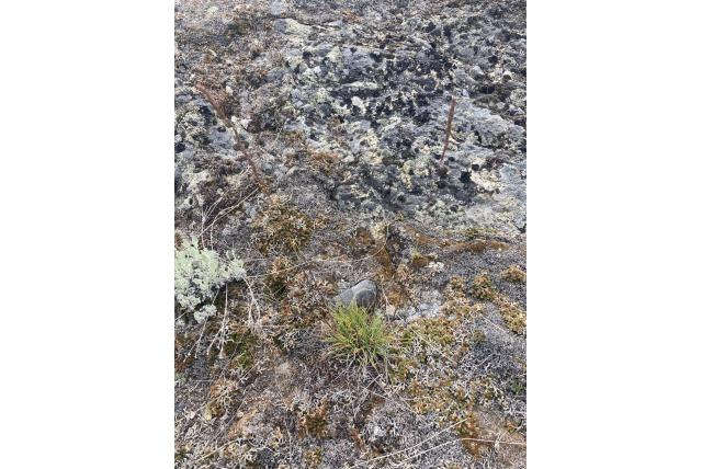 Beemdgras met blad aan één kant Beemdgras met blad aan één kant