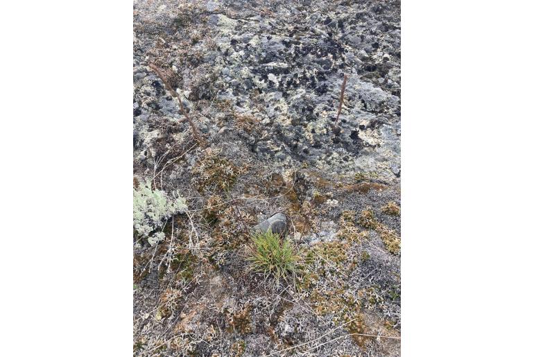 Poa secunda Poa secunda -22847