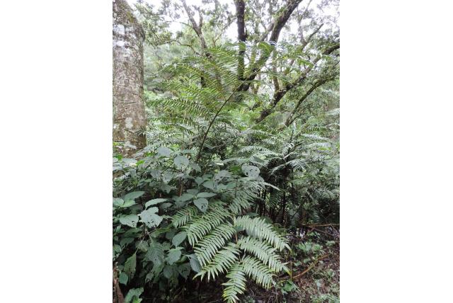 Wilgenblad ptisana