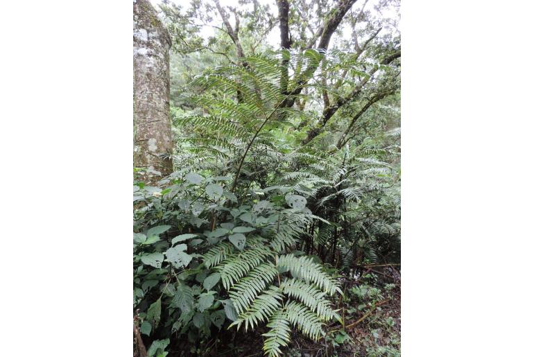 Ptisana sorbifolia -22630
