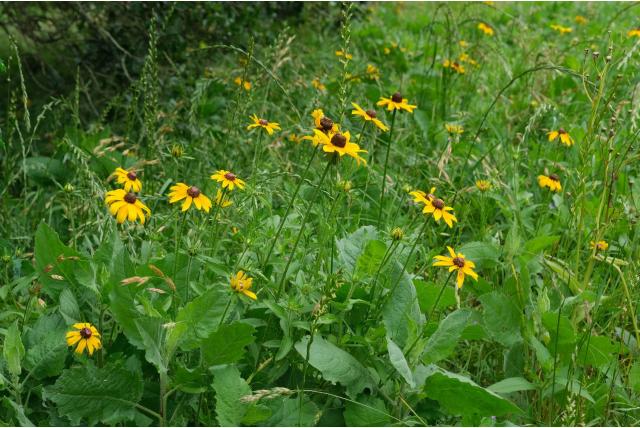 Ruige rudbeckia