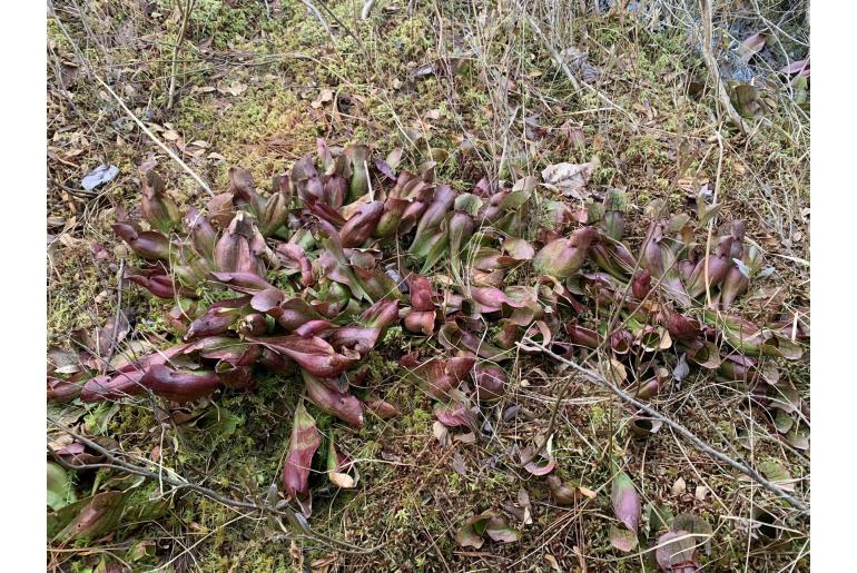 Sarracenia purpurea&nbsp;23008