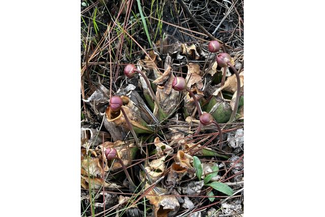 Roze trompetbekerplant